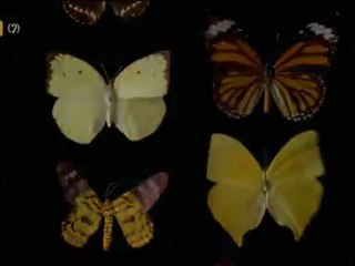 TV3 - Dijous, 23.00, a TV3 i al 3HD - Imaginacions mortals, a "Fringe"