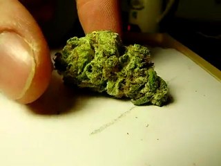 Bubble Gum Hash