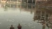 Contaminated River Water Kills Fish in Northern India