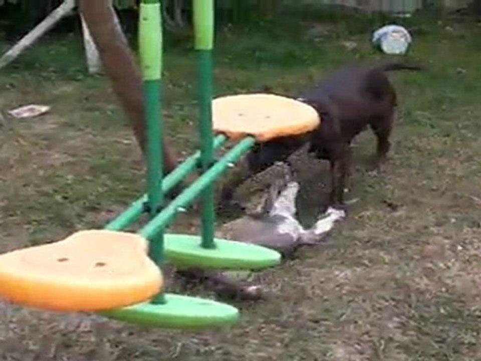 gino