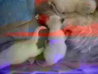 Elya et ses bébés
