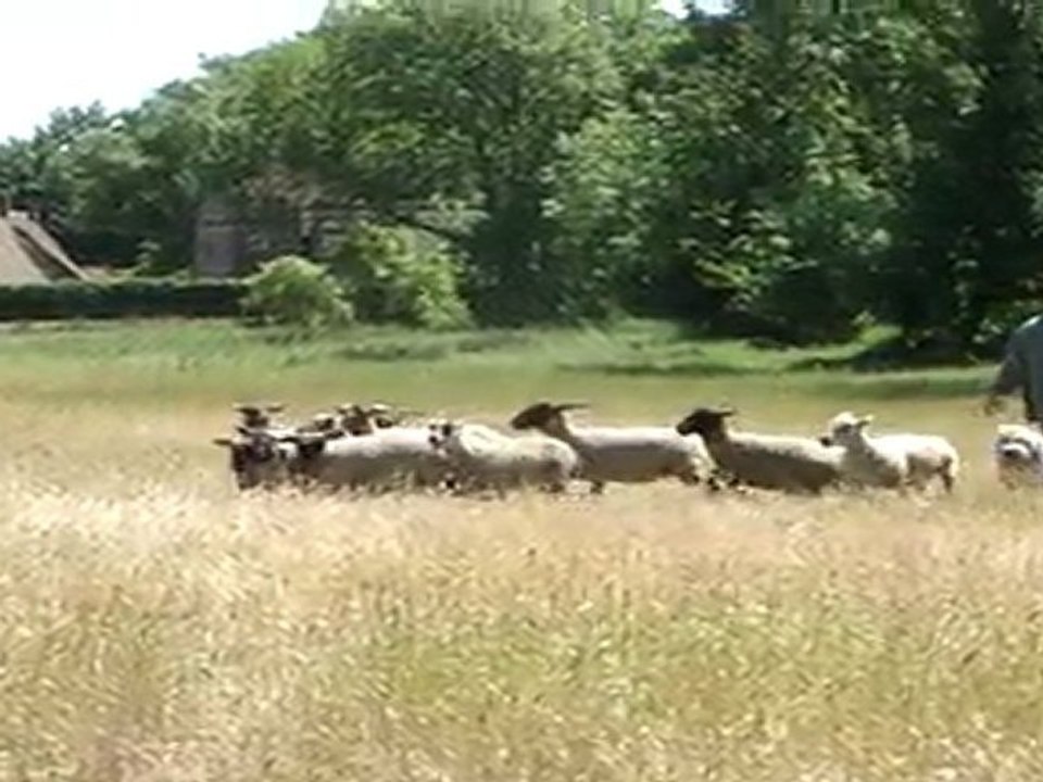 Kyle (en Vogue de Chester) 18 mois sur moutons