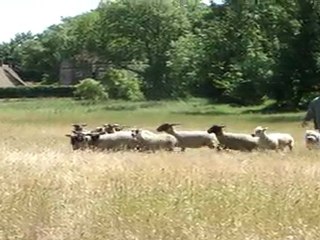 Kyle (En Vogue De Chester) 18 mois au troupeau