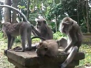 monkey forest