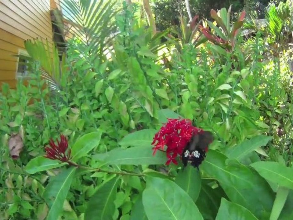 Le papillon de l'extrême sud de Koh Lanta