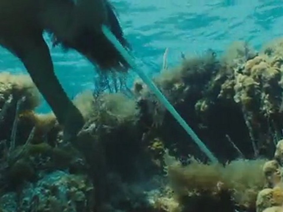 Alamar