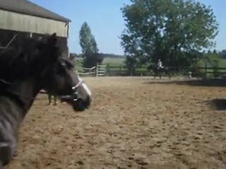 margaux tour honneur cheval