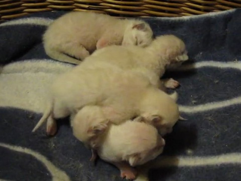 chatons