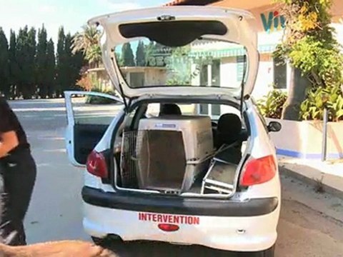 Alliance 4 Sécurité Privée-Sécurité gardiennage Fréjus