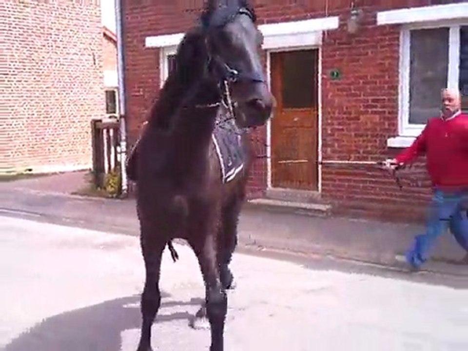 Frison VOX du petit vallois travail aux longues rênes