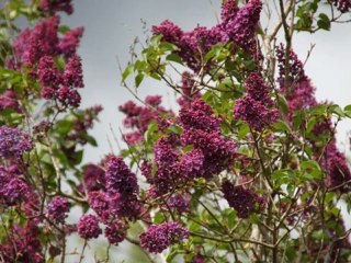 SPRING NATURE FLOWERS copyright2306Punky