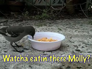 “Dolphins, Cats, Mockingbirds, and Squirrels" : Ultra Fur
