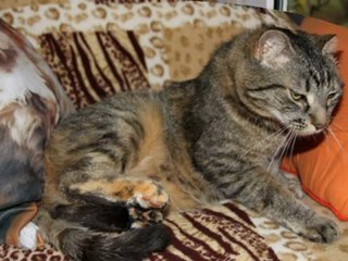 Benjie Kitty 2 Copyright 2011 S.2306Punky - YouTube