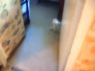Griotte la furette tombe dans l'eau / my ferret