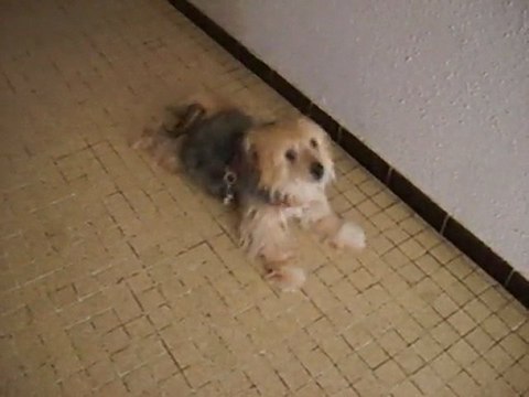 Youna danse / dancing dog