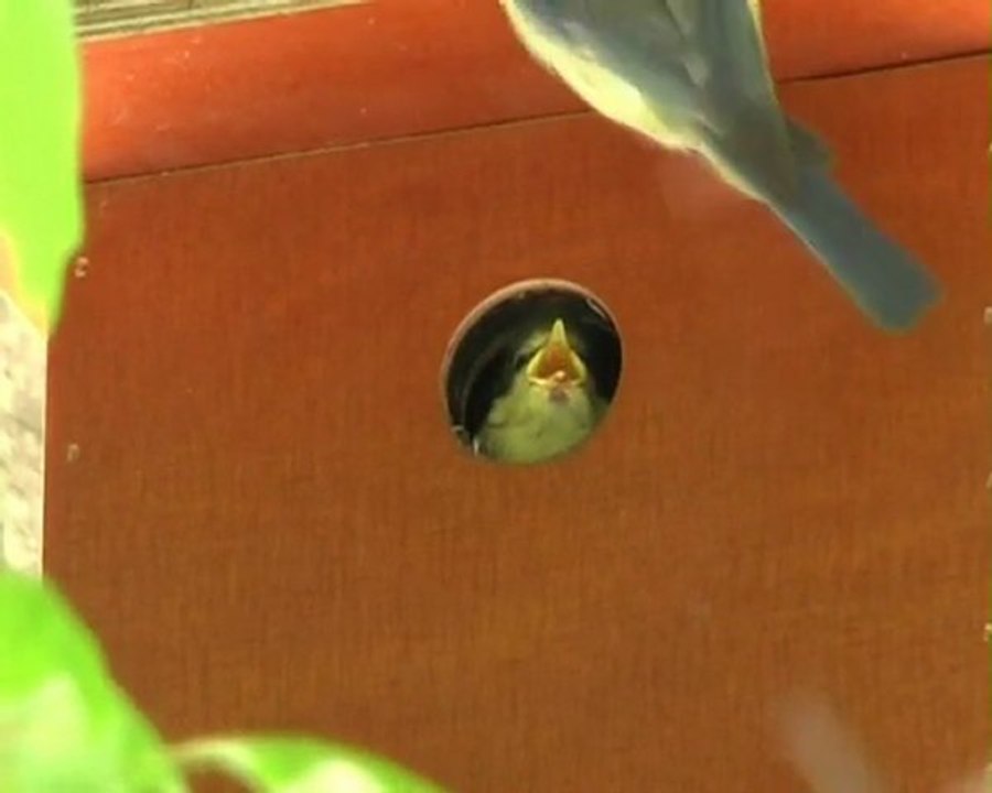 L'envol de mésanges bleues