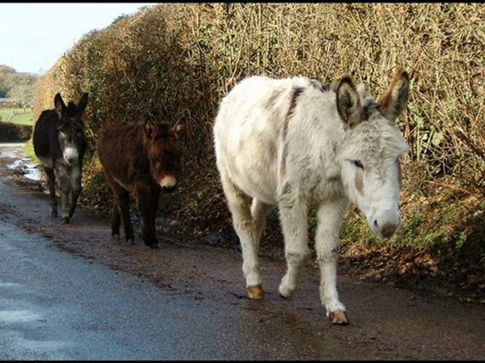 JAMMES, Francis - Prière pour aller au Paradis avec les ânes.