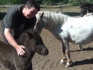 25.05.2011 Poulains