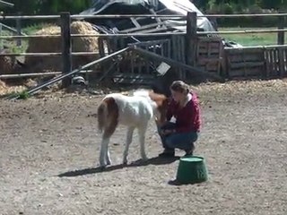 25.05.2011. Poulain