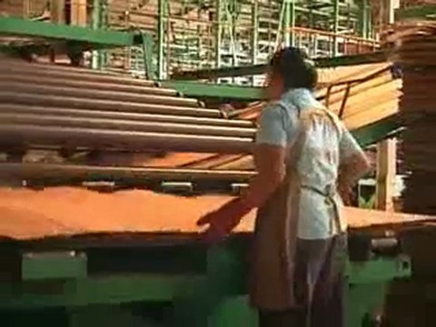 Bois exotique : dans les filières de la contrebande