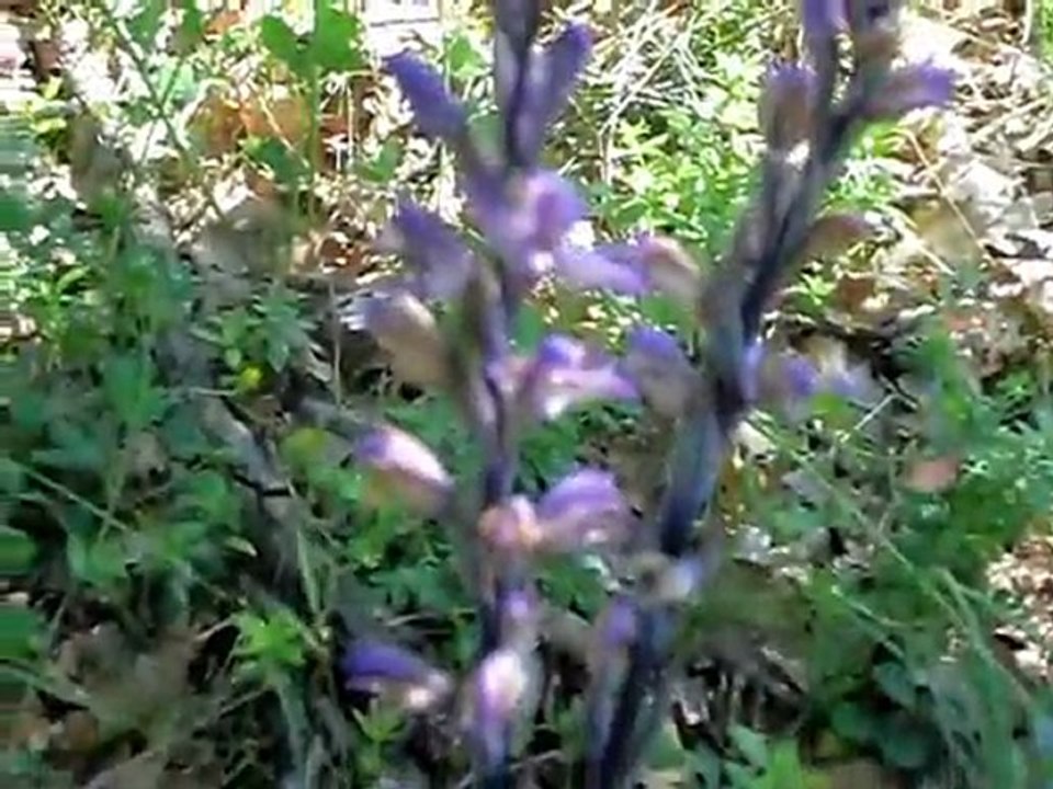 2éme partie vacances Toscane 2011