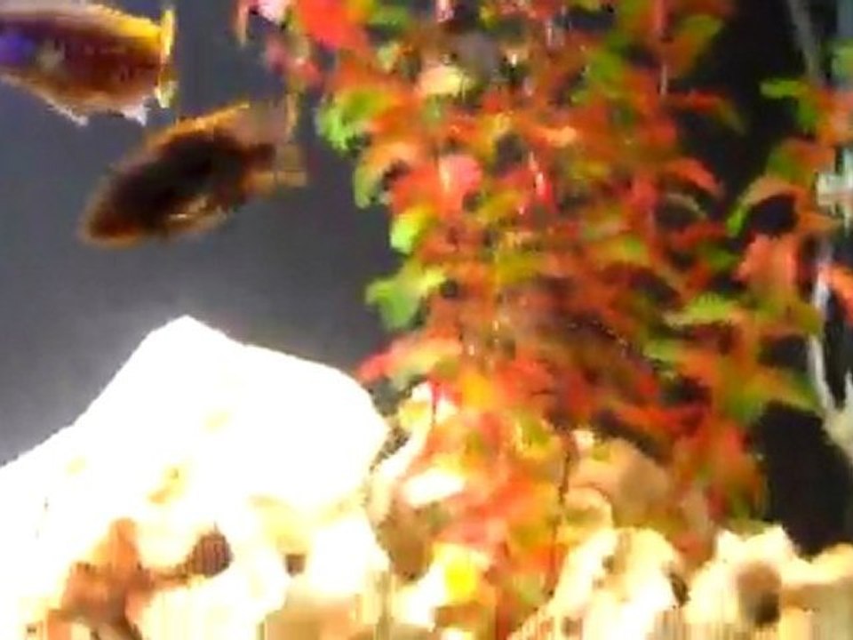 Malawi Tankım