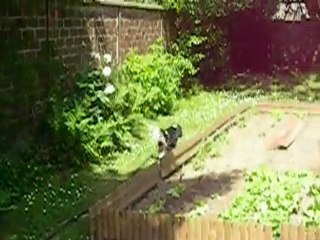 ALTO ET MAUD DANS LE JARDIN MAI 2011