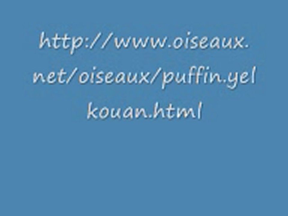 puffin