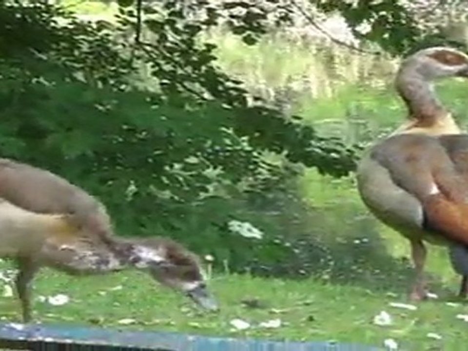 exotische vögel hofgarten 052011