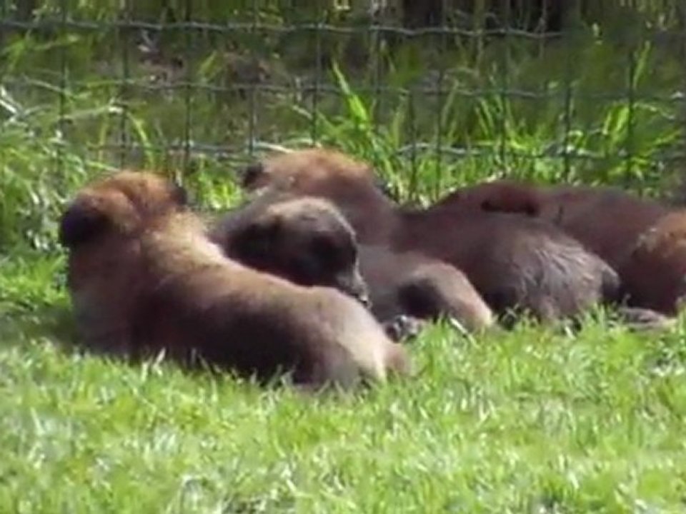 les chiots ont 25 jours
