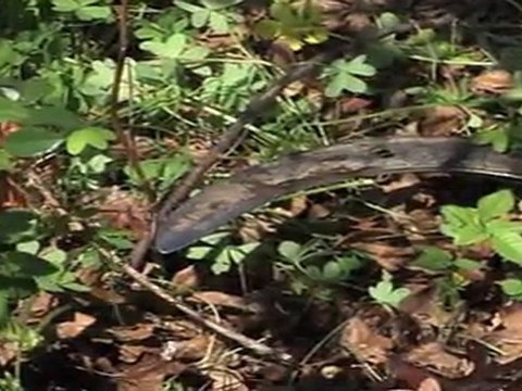 Biodiversité des espaces verts: le désherbage alternatif