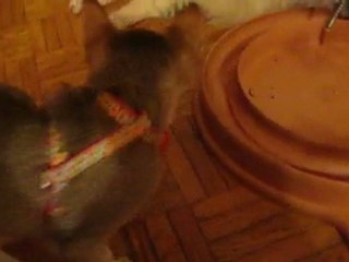 Calypso joue à sa façon 2