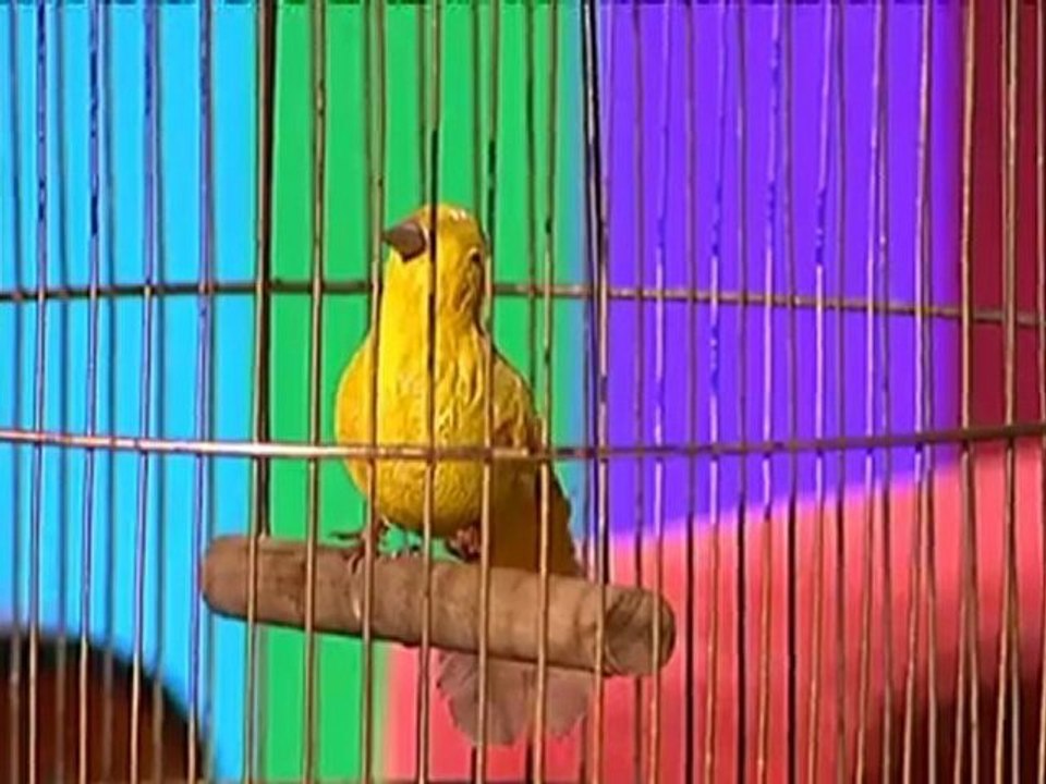 TV3 - Polònia - Monegal, l'ensinistrador de canaris