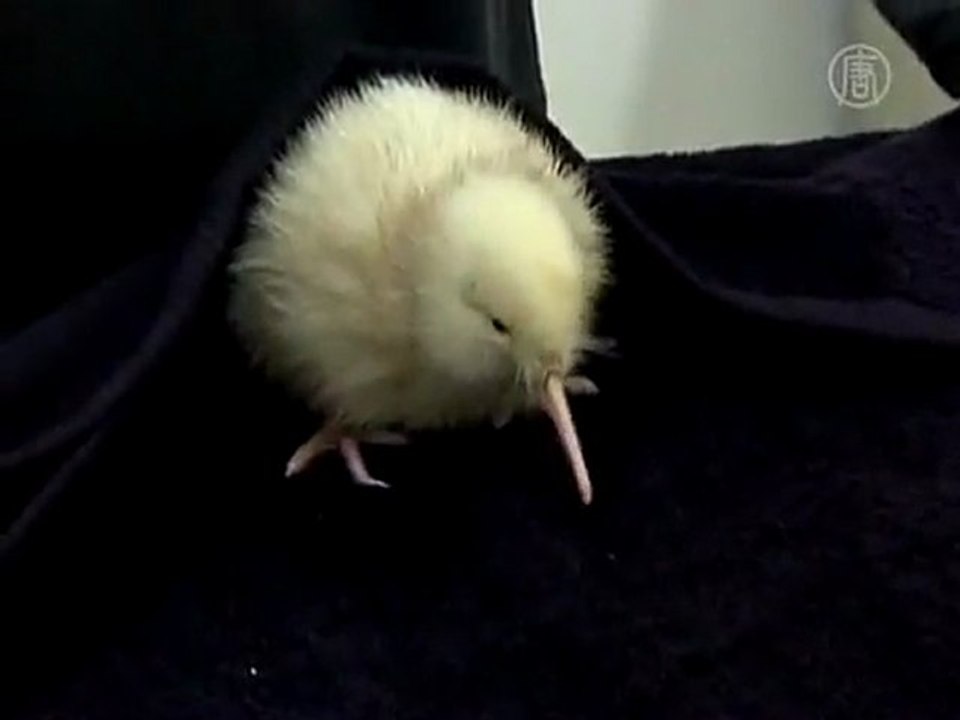 Rare White Kiwi Bird Makes Debut in New Zealand