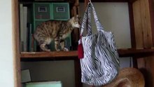 2011 05 07 (Eve video)