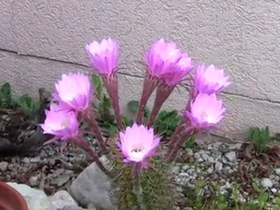 mes cactus