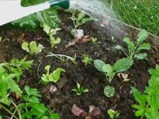 Grow an awesome Vegetable Garden Bed