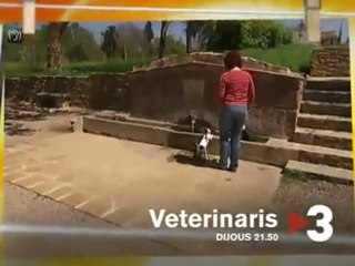 TV3 - Dijous, 21.50, a TV3 - Malalties i parts, a "Veterinaris"
