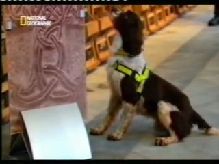 Perros detectores de explosivos