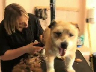 A l'instant canin-Services toilettage Andenne