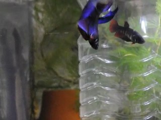 Tentative de repro couple sombre