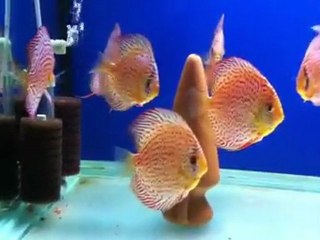Leopar Discus