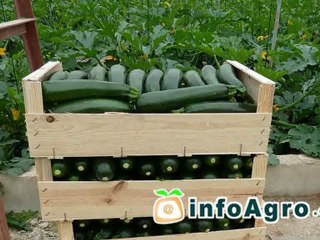 El blanqueo de invernaderos