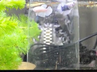 Tentative de repro couple clair