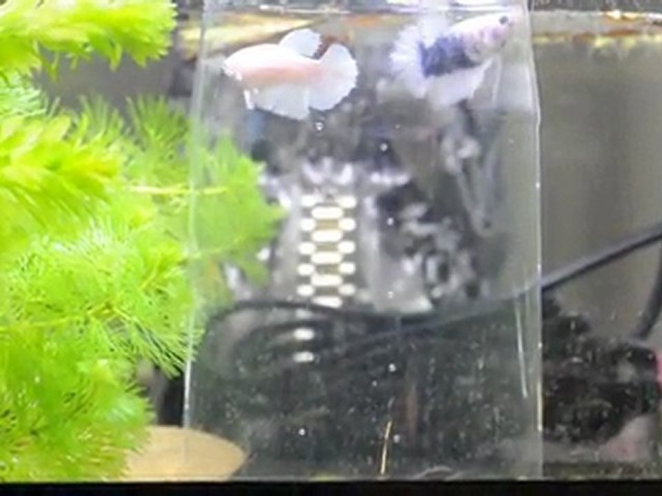 Tentative de repro couple clair