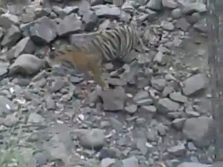 Tiger in Ranthambore National Park