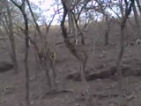 Tigers in Ranthambore