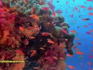 Discover Southeast Asia’s Top Underwater Fantasy 🌊