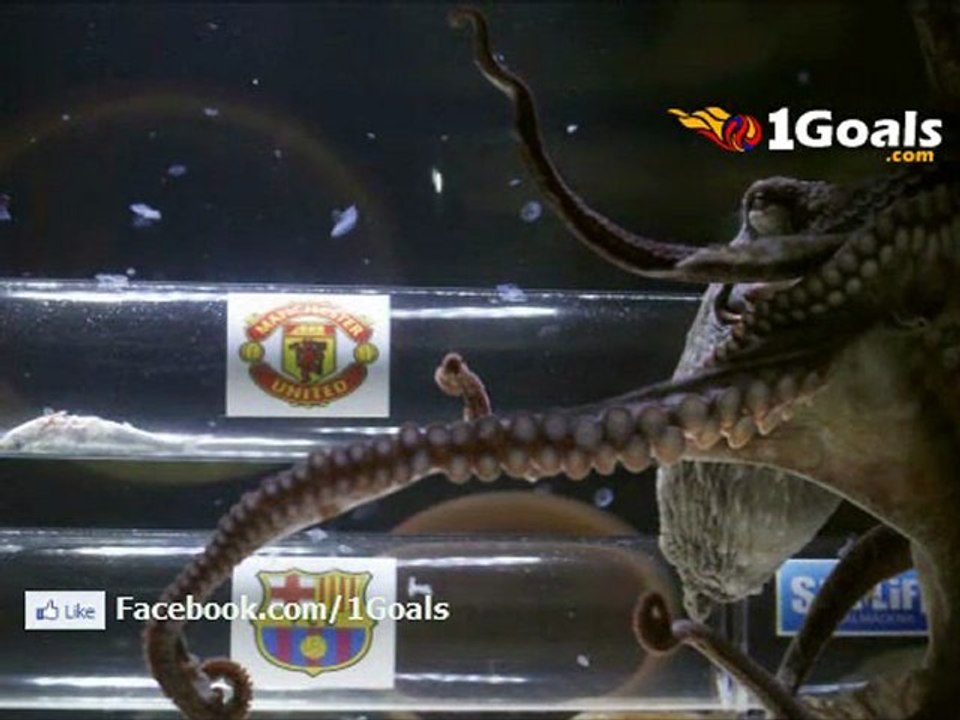 Octopus Iker Predicts Manchester United to win The Champions League vs Barcelona