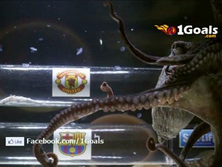 Octopus Iker Predicts Manchester United to win The Champions League vs Barcelona